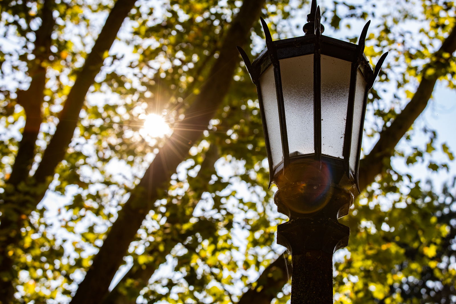 lamppost and leaves